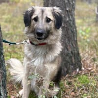Ben - charmante Herz auf vier Pfoten ❤, Hund zur Adoption
