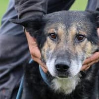 Meto - kinderlieb u. menschenbezogen, Hund zur Adoption