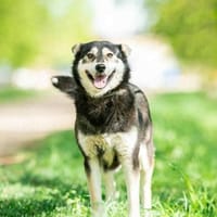 Frohnatur Lina sucht ihre Familie, Hündin zur Adoption