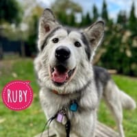 Ruby eine wunderschöne Hündin, Hündin zur Adoption