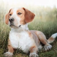 Micky - ist sensibel, Hund zur Adoption