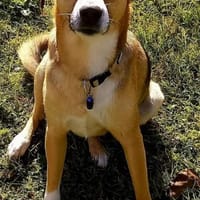 Lieber Rüde sucht ein Zuhause, Hund zur Adoption