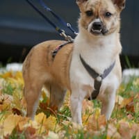 Anouk - das fröhlichste Gaudikipferl, Hündin zur Adoption