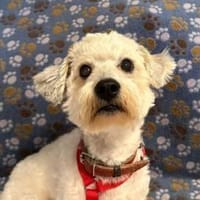 Beny sucht sein Für-immer-Zuhause, Hund zur Adoption