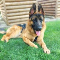Archie - ist sehr verschmust, Hund zur Adoption