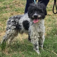 Gutmütiger ruhiger sehr sozialer LOXY ♥, Hund zur Adoption