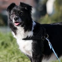AMY - top fitte und tolle Best Agerin 💖, Hündin zur Adoption