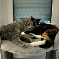 Zwei Schmusetiger suchen gem. Zuhause, Katze zur Adoption