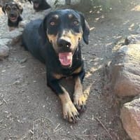 Zuhause gesucht für Flora, Hündin zur Adoption