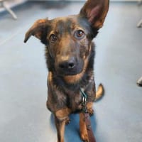 Hope - die fröhliche, Hündin zur Adoption