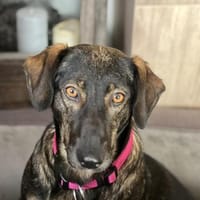 🐾 Finchen sucht ihr Zuhause, Hündin zur Adoption