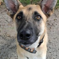 Ringo - sensibler Riese, Hund zur Adoption