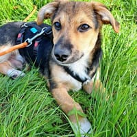 Biscotti - kleiner Wirbelwind, Hund zur Adoption