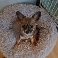 Nica - zum Knutschen süß, Hündin zur Adoption