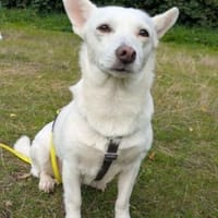Masha ist so liebenswert und bescheiden!, Hündin zur Adoption