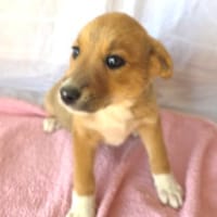 Letty ein liebes Mädchen, Hündin zur Adoption