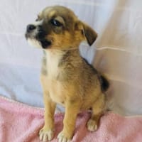 Malcho sucht ein Zuhause, Hund zur Adoption