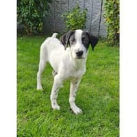 Oliver - wartet in 61267 Neu-Anspach, Hund zur Adoption