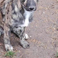 Lydia, süsses Hundemädchen sucht Liebe, Hündin zur Adoption