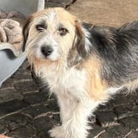 Tusko - zutraulich u. sehr lieb, Hund zur Adoption