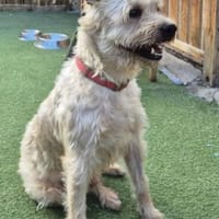ROCKY - super verträglich mit allen! ❤, Hund zur Adoption