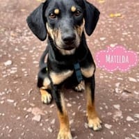 Matilda eine Traumhündin, Hündin zur Adoption