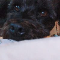 Platz als Zweithund gesucht, Hund zur Adoption