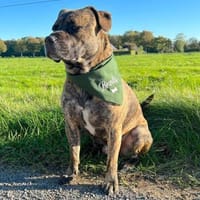 BRODY  Gute Laune auf vier Beinen, Hund zur Adoption