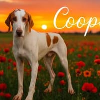 Cooper sucht sein Für-Immer-Zuhause!, Hund zur Adoption