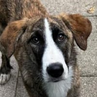 BALU-süßer, wunderschöner Jung-Rüde,51cm, Hund zur Adoption