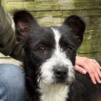 EDVINA-lebenslustige Jung-Hündin,43cm, Hündin zur Adoption