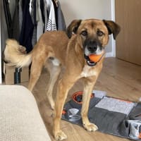 PANCHO BRAUCHT DICH!, Hund zur Adoption