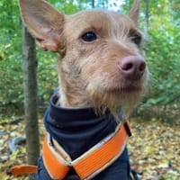 Maite unsere kleine Mutter Courage, Hündin zur Adoption