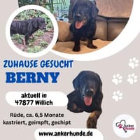 Bernysucht eine liebe Familie, Hund zur Adoption