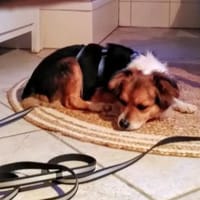 Martin, möchte neu anfangen, Hund zur Adoption