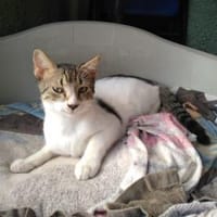 Adriano aus dem Tierschutz, Kater zur Adoption