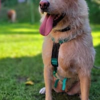 LUNA 💜💜💜  ausgeglichen, ruhig, Hündin zur Adoption