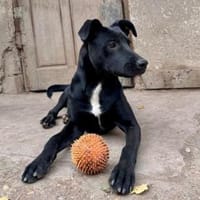 Kate sucht ihre Familie für immer, Hündin zur Adoption