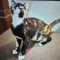 Su (verspielt und fast blind), Katze zur Adoption