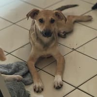 Gioia 💚💚💚 welpentypisch agil, Hündin zur Adoption