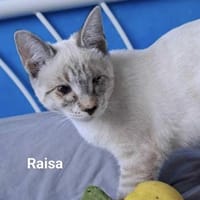 Raisa (verspiele Wohnungskatze), Katze zur Adoption