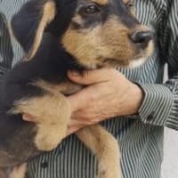 Zido 30 cm (Sep 25) Pflegestelle, Hund zur Adoption