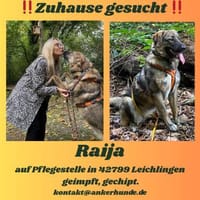 Die liebe 💕Raija 💕sucht ihre Menschen, Hündin zur Adoption