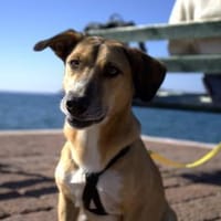 Freddy -aufmerksam-Lebensfreude pur, Hund zur Adoption
