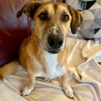 Freddy -aufmerksam-Lebensfreude pur, Hund zur Adoption