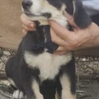 Cornelio 38 cm (Okt 25) Pflegestelle, Hund zur Adoption