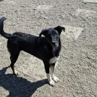 FRIEDA - (freundlich, offen, ruhig), Hündin zur Adoption