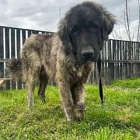 💛 Bobi sucht sein Glück 💛, Hund zur Adoption