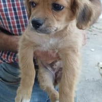 LUCY - (verspielt, neugierig, liebevoll, Hündin zur Adoption