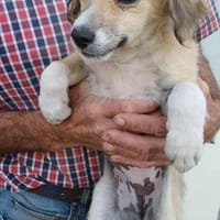 KRÜMEL - (liebevoll, zart, neugierig), Hündin zur Adoption